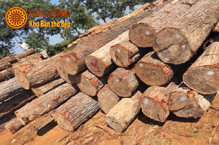 19+ Bàn thờ Chúa mẫu gốc cây đẹp, Giáo hội hay dùng 2 Bàn thờ Chúa mẫu gốc cây là mẫu bàn thờ được chế tác thủ công từ gốc cây tự nhiên